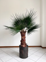JANIS » pianta di Washingtonia stabilizzata 140cm