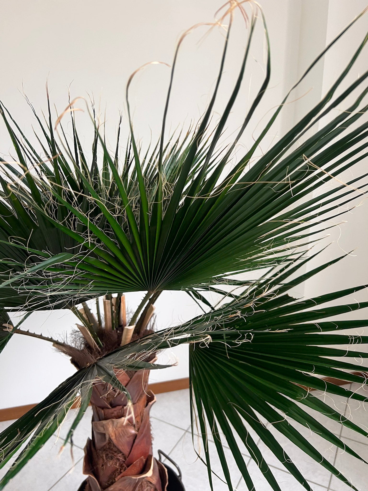 JANIS » pianta di Washingtonia stabilizzata 140cm