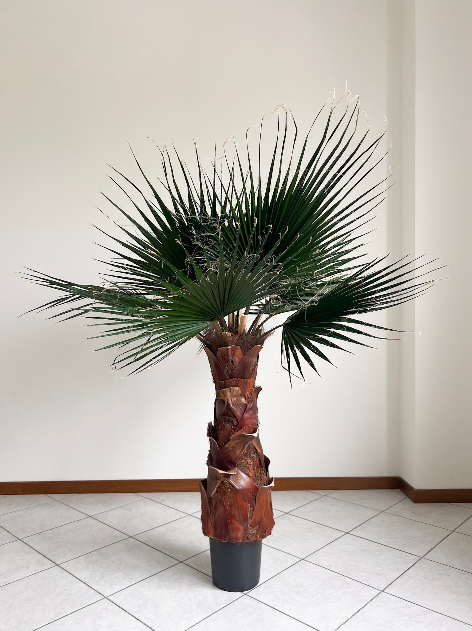 JANIS » pianta di Washingtonia stabilizzata 140cm