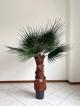 JANIS » pianta di Washingtonia stabilizzata 140cm