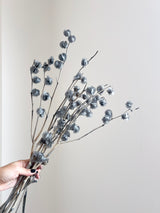 JASPER » Mazzo di Physalis celeste polvere