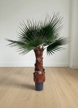 JANIS » pianta di Washingtonia stabilizzata 140cm
