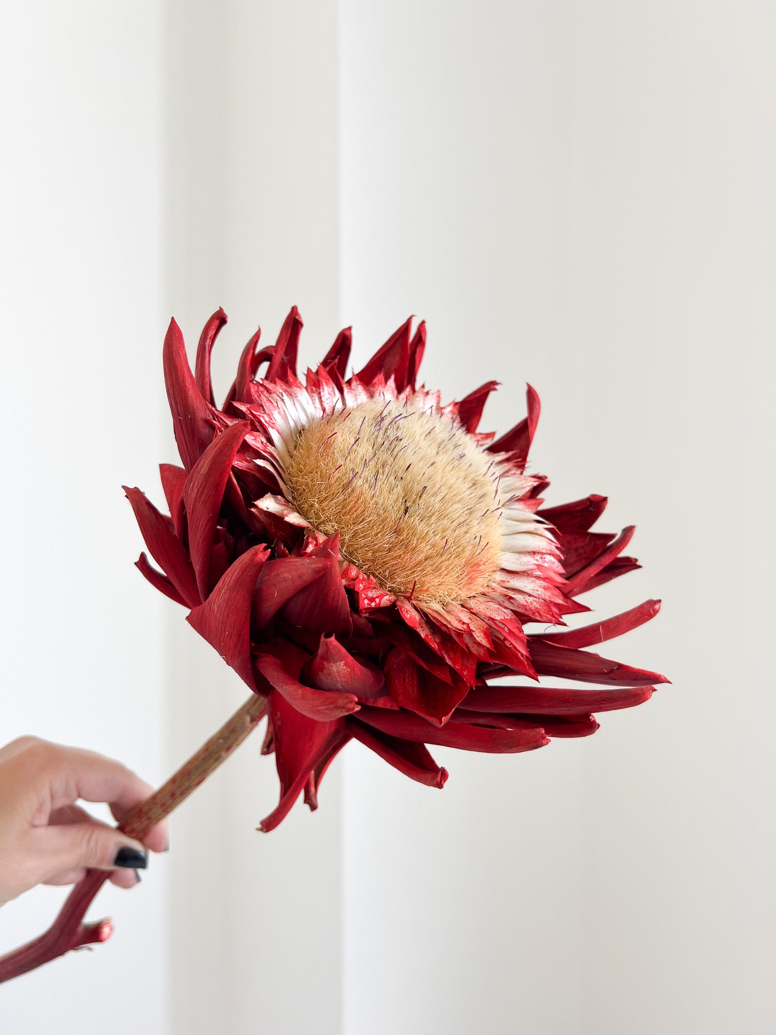 KORA » fiore di carciofo grande aperto rosso