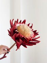 KORA » fiore di carciofo grande aperto rosso
