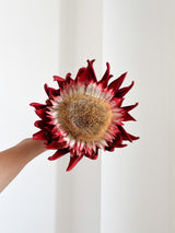 KORA » fiore di carciofo grande aperto rosso