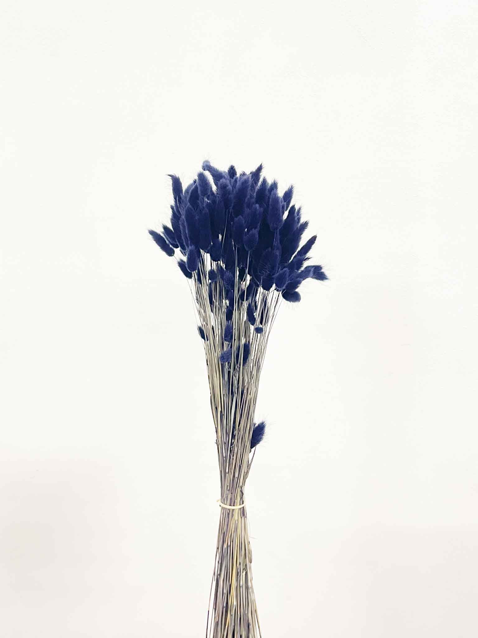 ISMAEL » Mazzo di Lagurus blu notte