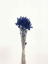 ISMAEL » Mazzo di Lagurus blu notte