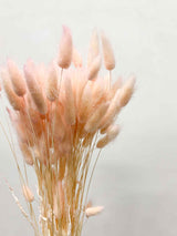 ISADORA » Pastel pink Lagurus bouquet