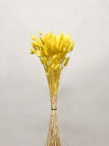 VIVIANA » Pastel yellow Lagurus bouquet