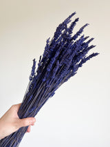 LAURETTA » Lavanda stabilizzata