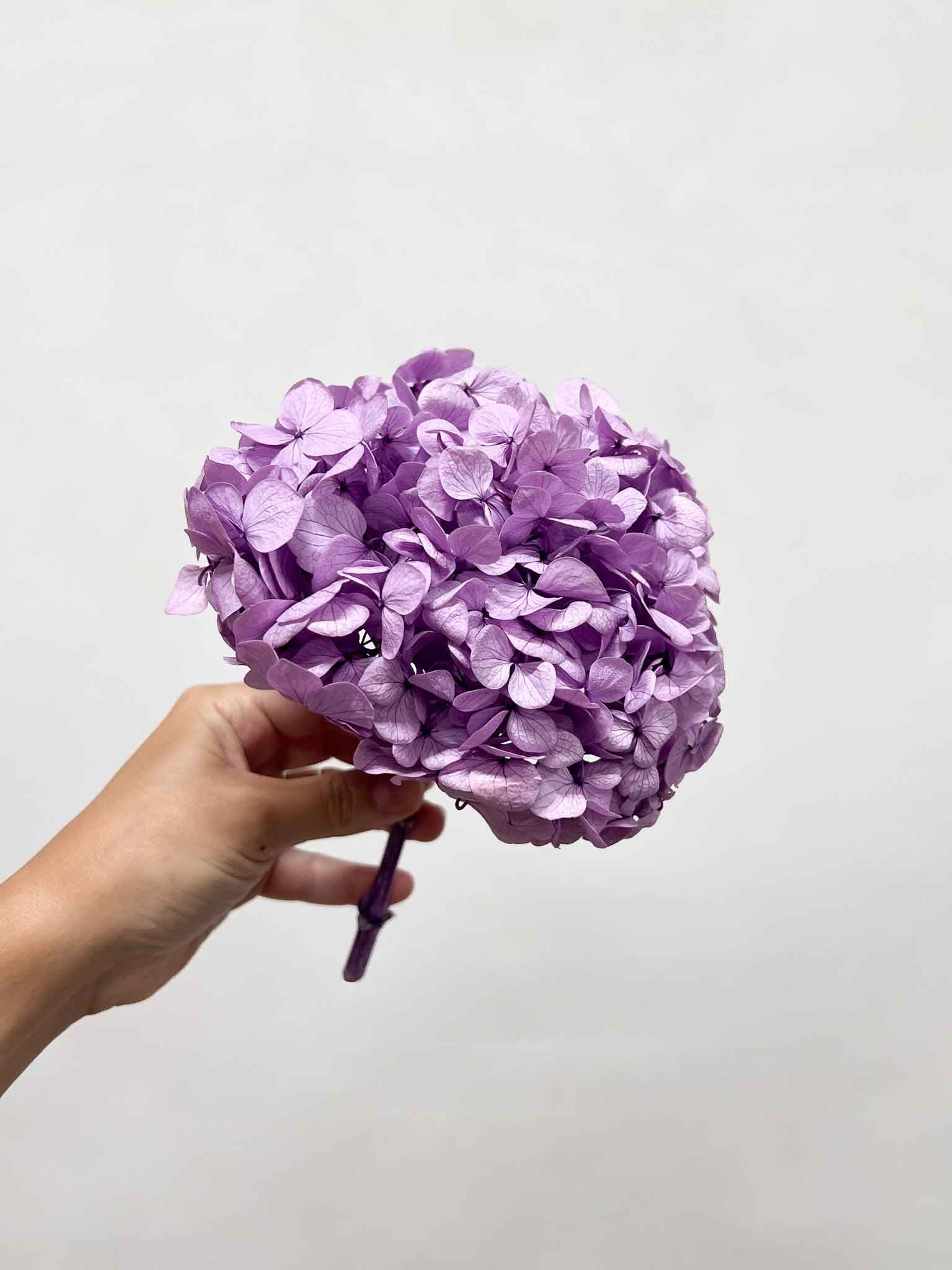 LAVINIA » Ortensia stabilizzata premium lavanda