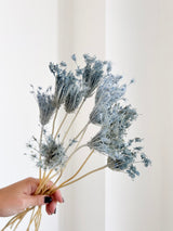 LELLO » Mazzo di Ammi Majus celeste
