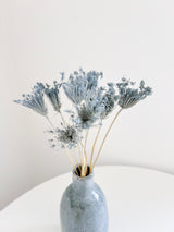 LELLO » Mazzo di Ammi Majus celeste
