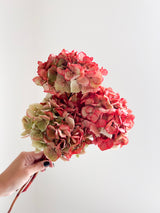 LEONARDA » 3 Hortensias séchés aux nuances corail dégradées