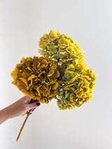 LEONARDA » 3 ortensie essiccate dalle tonalità sfumate del giallo e verde
