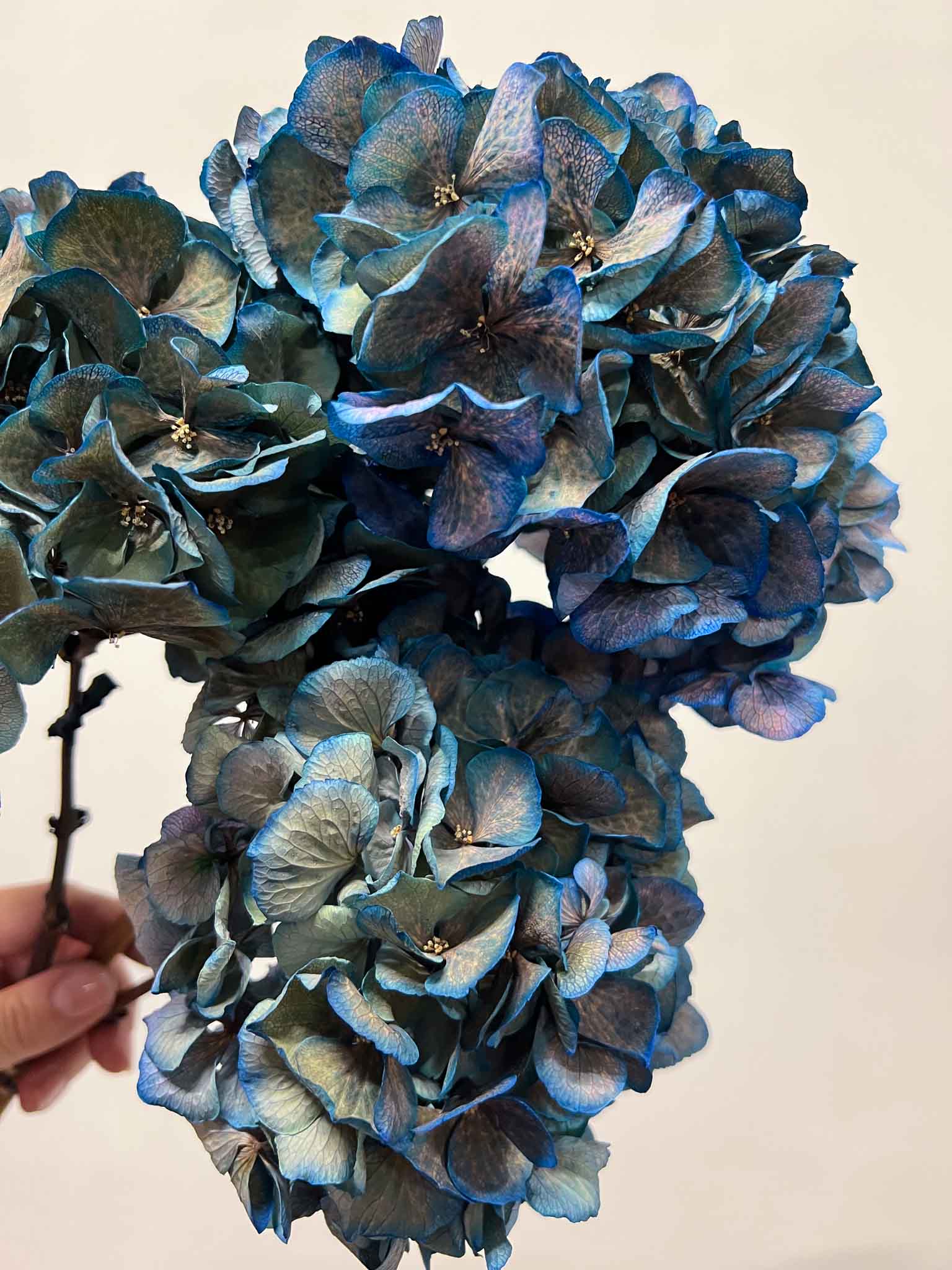 LEONARDA » 3 dried Hydrangeas in blue shades