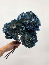 LEONARDA » 3 dried Hydrangeas in blue shades