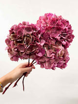 LEONARDA » 3 dried Hydrangeas in fuchsia shades