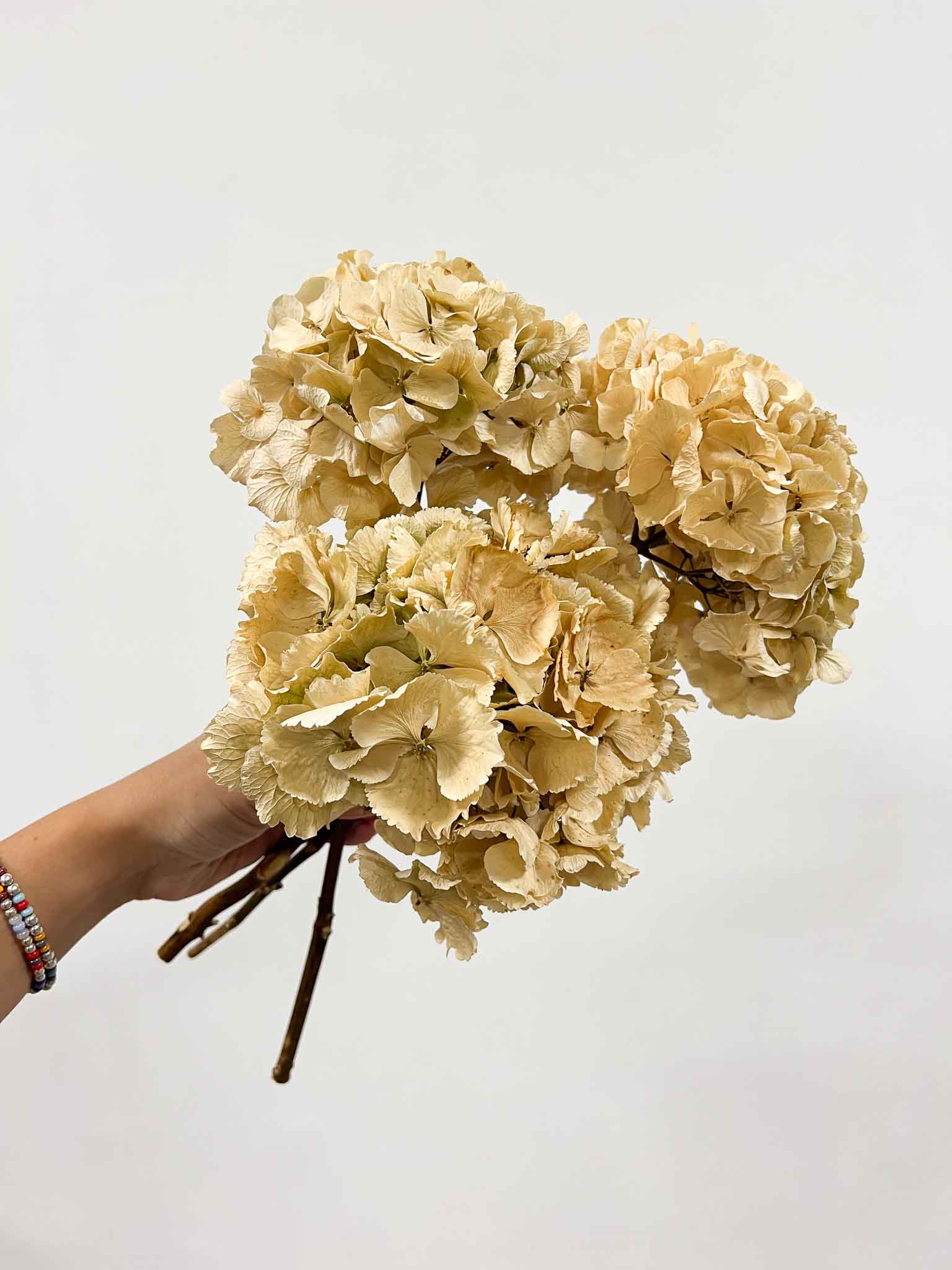 LEONARDA » 3 natural dried Hydrangeas