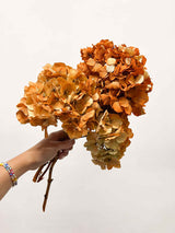 LEONARDA » 3 dried Hydrangeas in orange shades