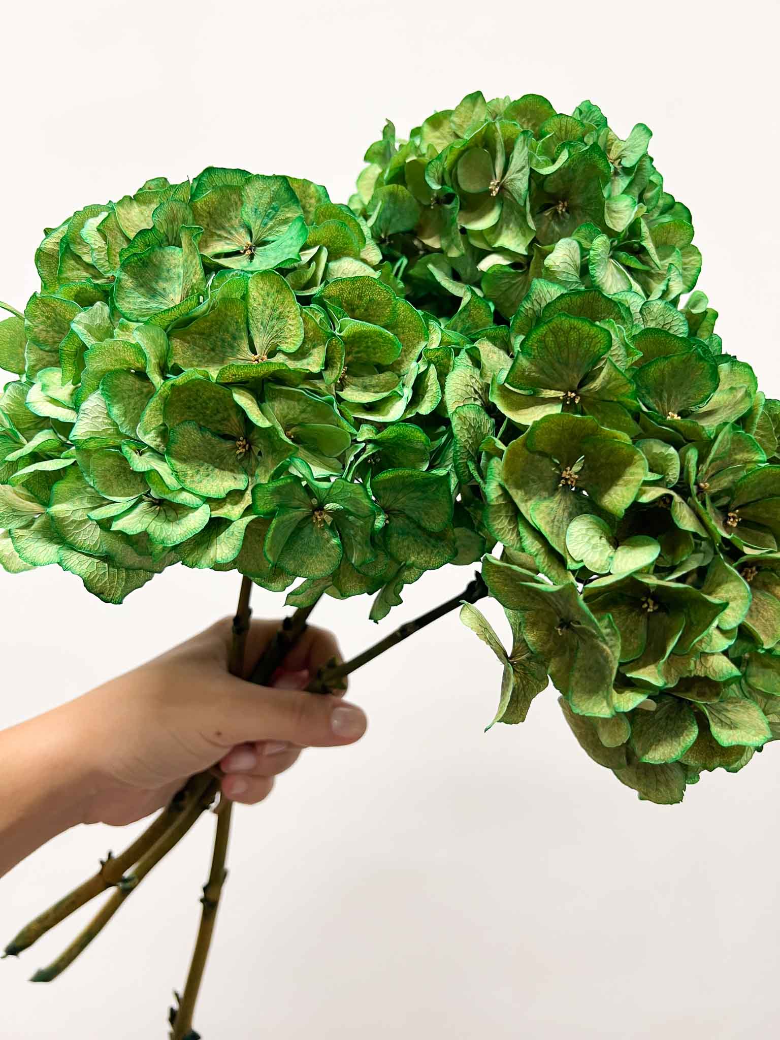 LEONARDA » 3 ortensie essiccate dalle tonalità sfumate del verde