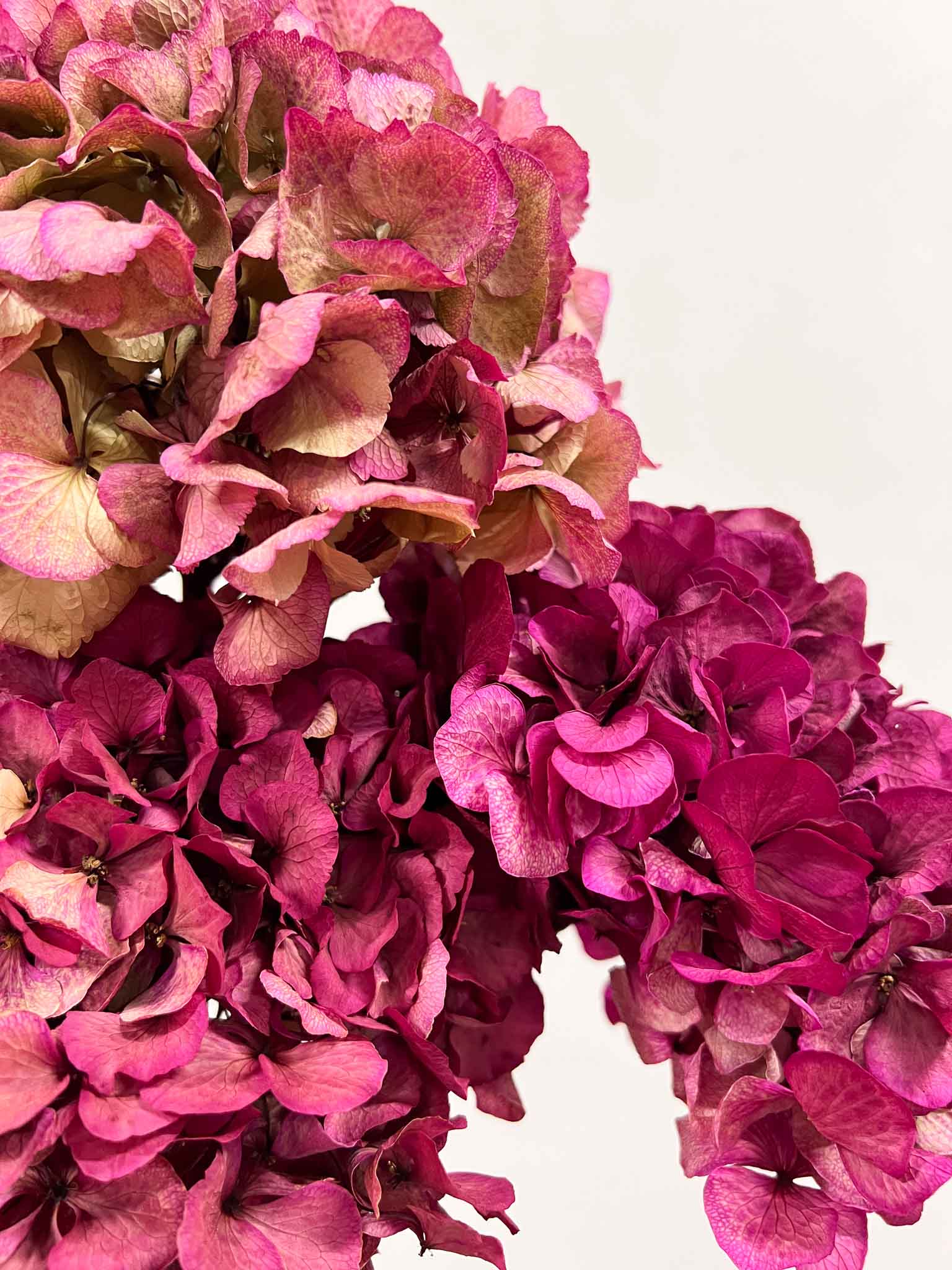 LEONARDA » 3 ortensie essiccate dalle tonalità sfumate del fucsia