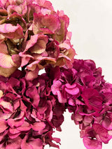 LEONARDA » 3 dried Hydrangeas in fuchsia shades
