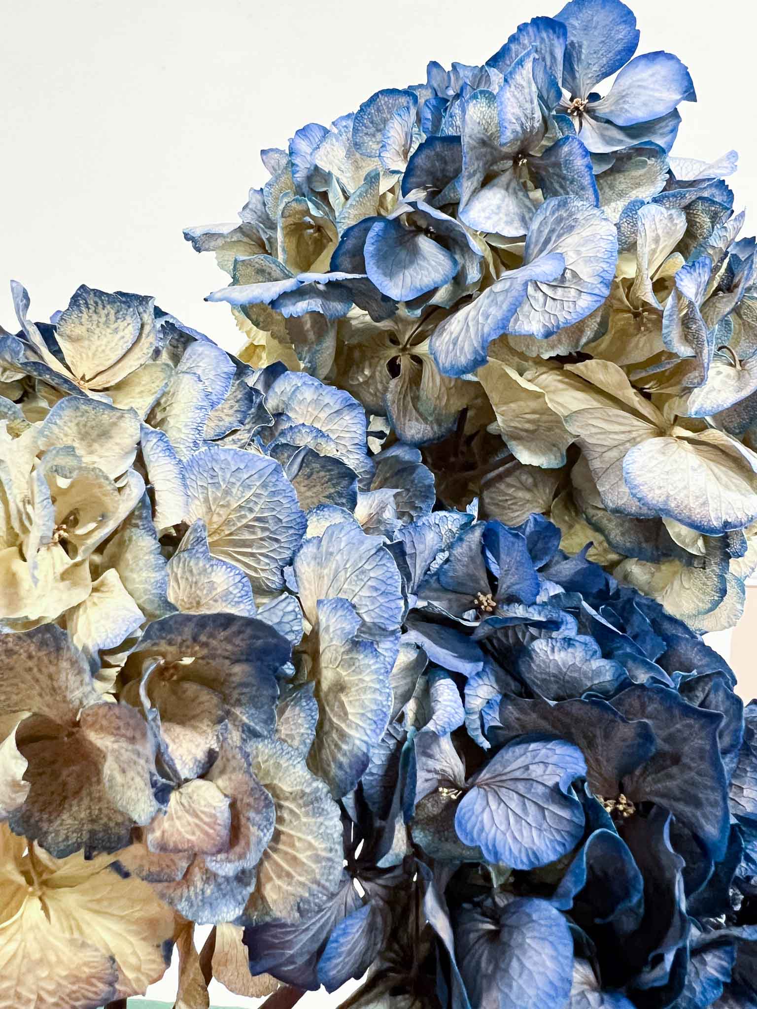 LEONARDA » 3 ortensie essiccate dalle tonalità sfumate del blu