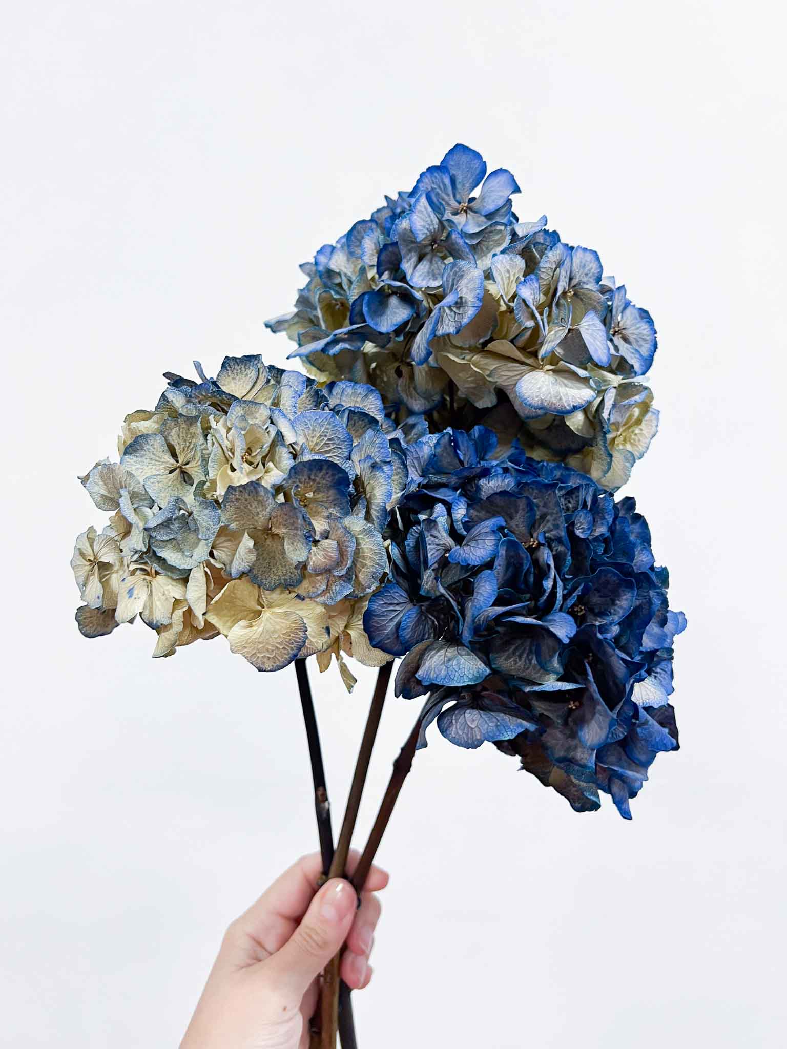 LEONARDA » 3 ortensie essiccate dalle tonalità sfumate del blu