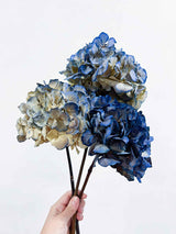 LEONARDA » 3 dried Hydrangeas in blue shades
