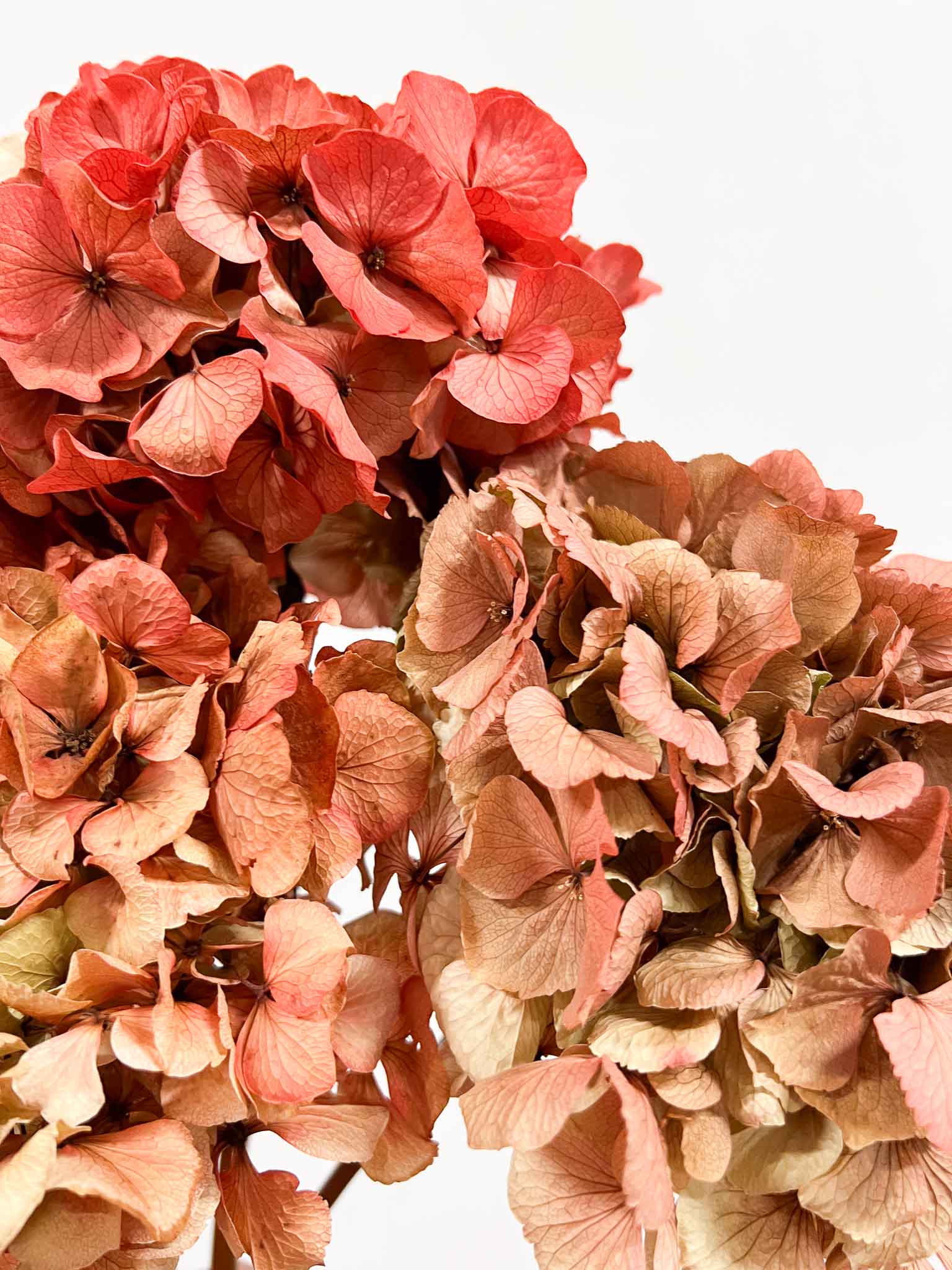 LEONARDA » 3 dried Hydrangeas in coral shades