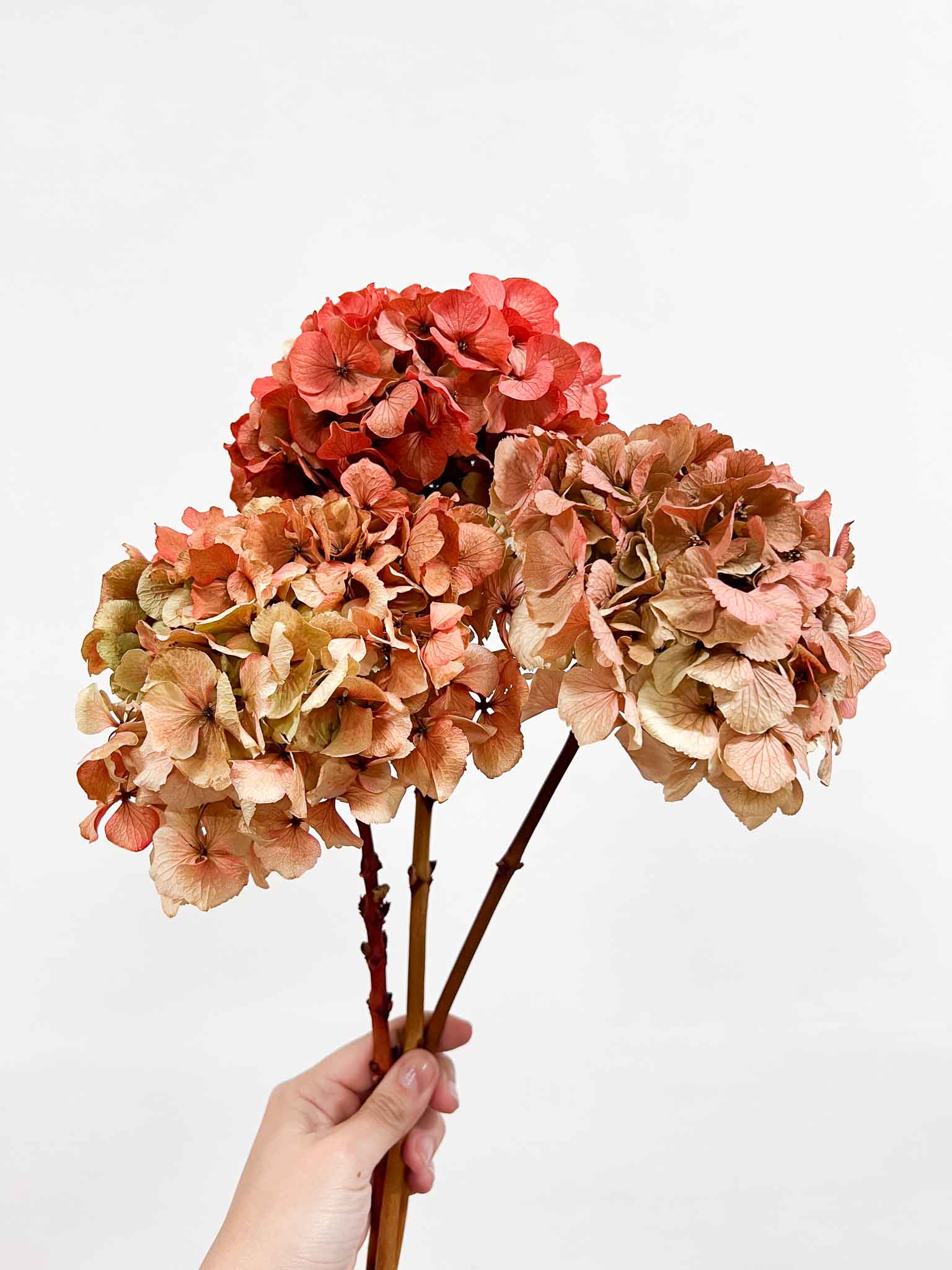 LEONARDA » 3 dried Hydrangeas in coral shades