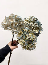 LEONARDA » 3 Ortensie essiccate dalle tonalità sfumate celeste chiaro