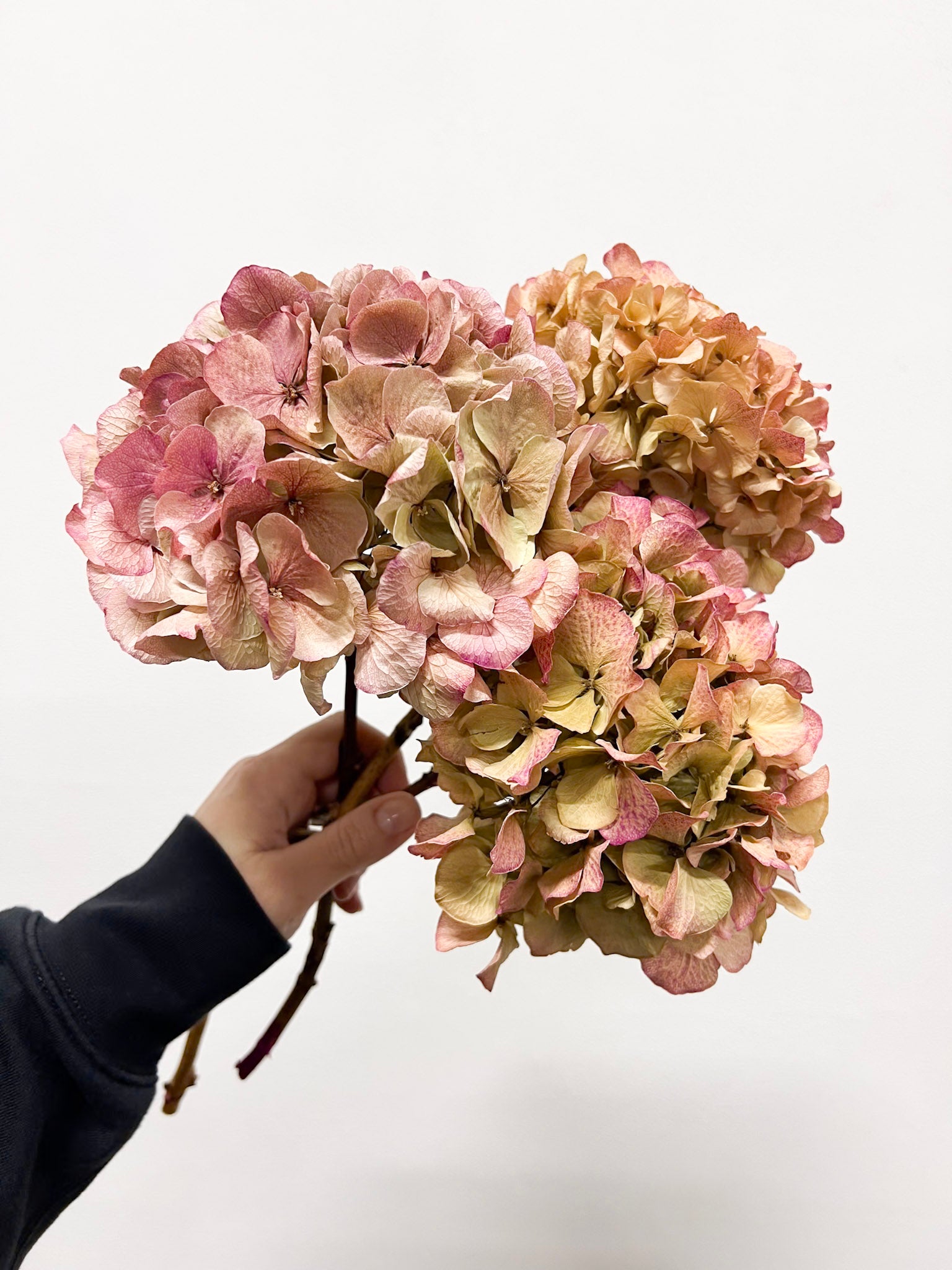 LEONARDA » 3 Ortensie essiccate dalle tonalità sfumate del rosa chiaro