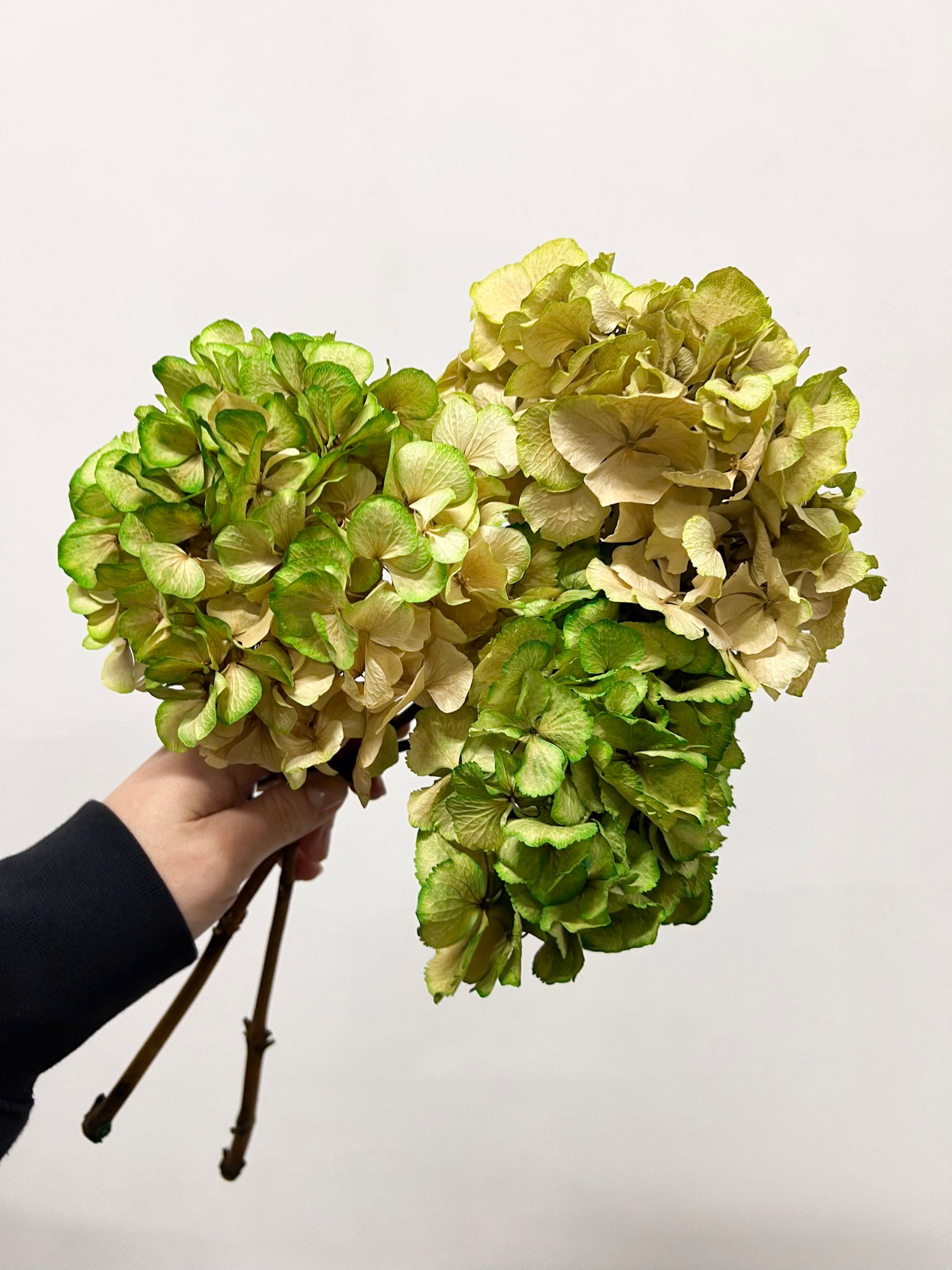 LEONARDA » 3 Ortensie essiccate dalle tonalità sfumate verde chiaro