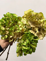 LEONARDA » 3 Ortensie essiccate dalle tonalità sfumate verde chiaro