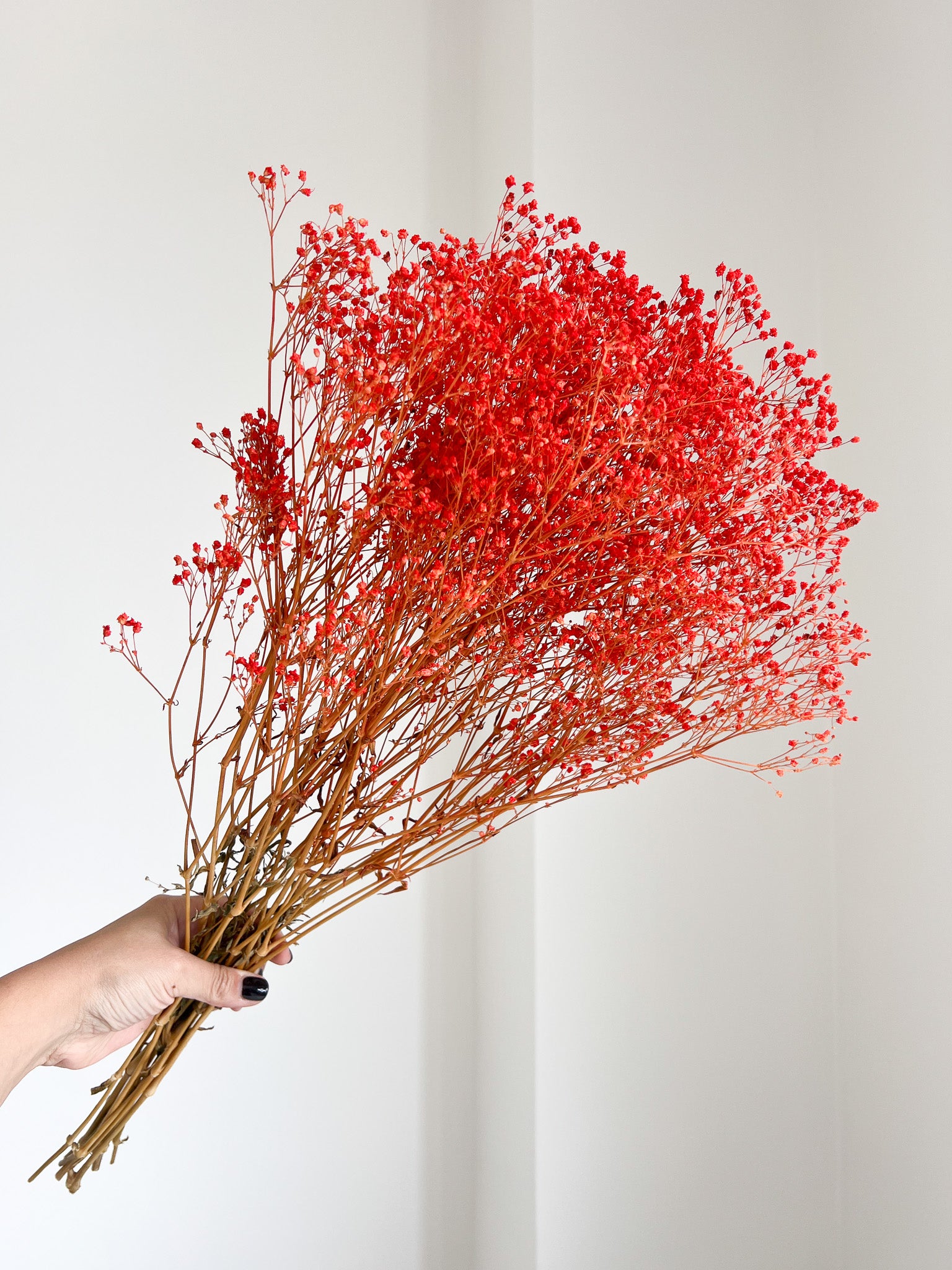 LULÙ » Mazzo di Gypsophila o nebbiolina stabilizzata arancione
