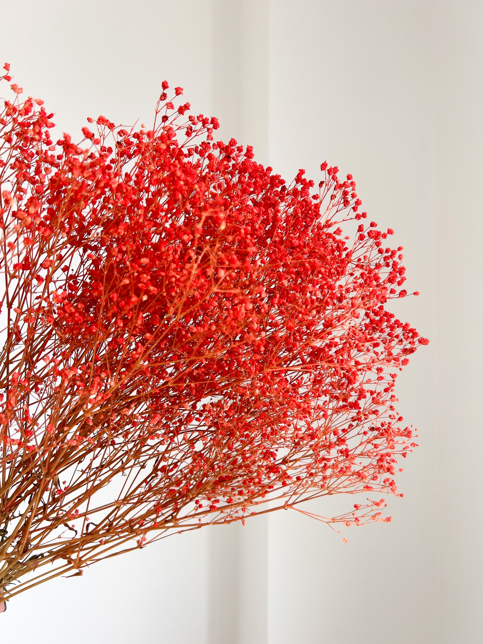 LULÙ » Mazzo di Gypsophila o nebbiolina stabilizzata arancione