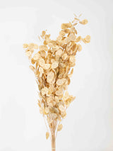 MARIANO » Natura Lunaria bouquet