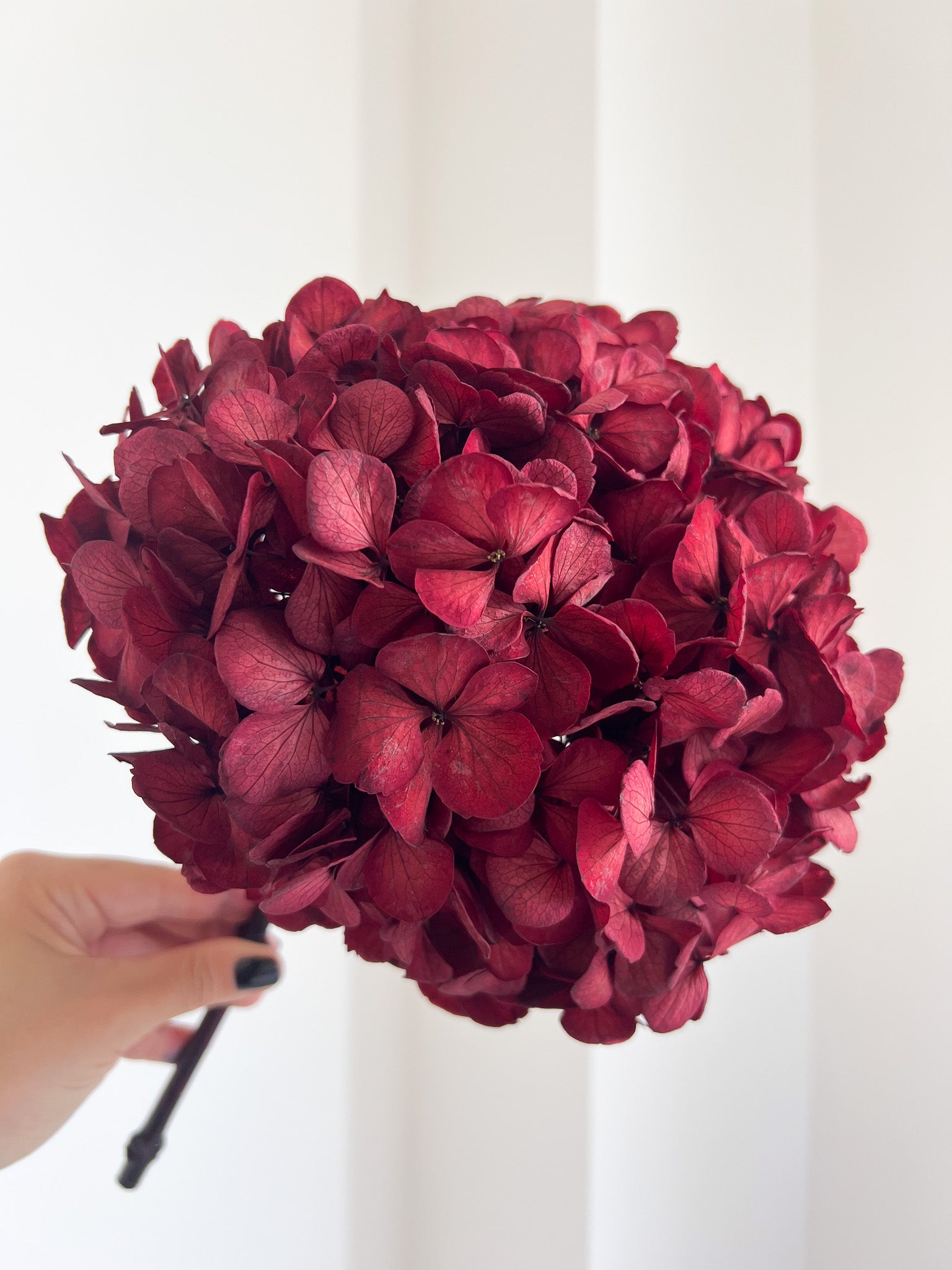 LYRA » Ortensia premium stabilizzata bordeaux scuro