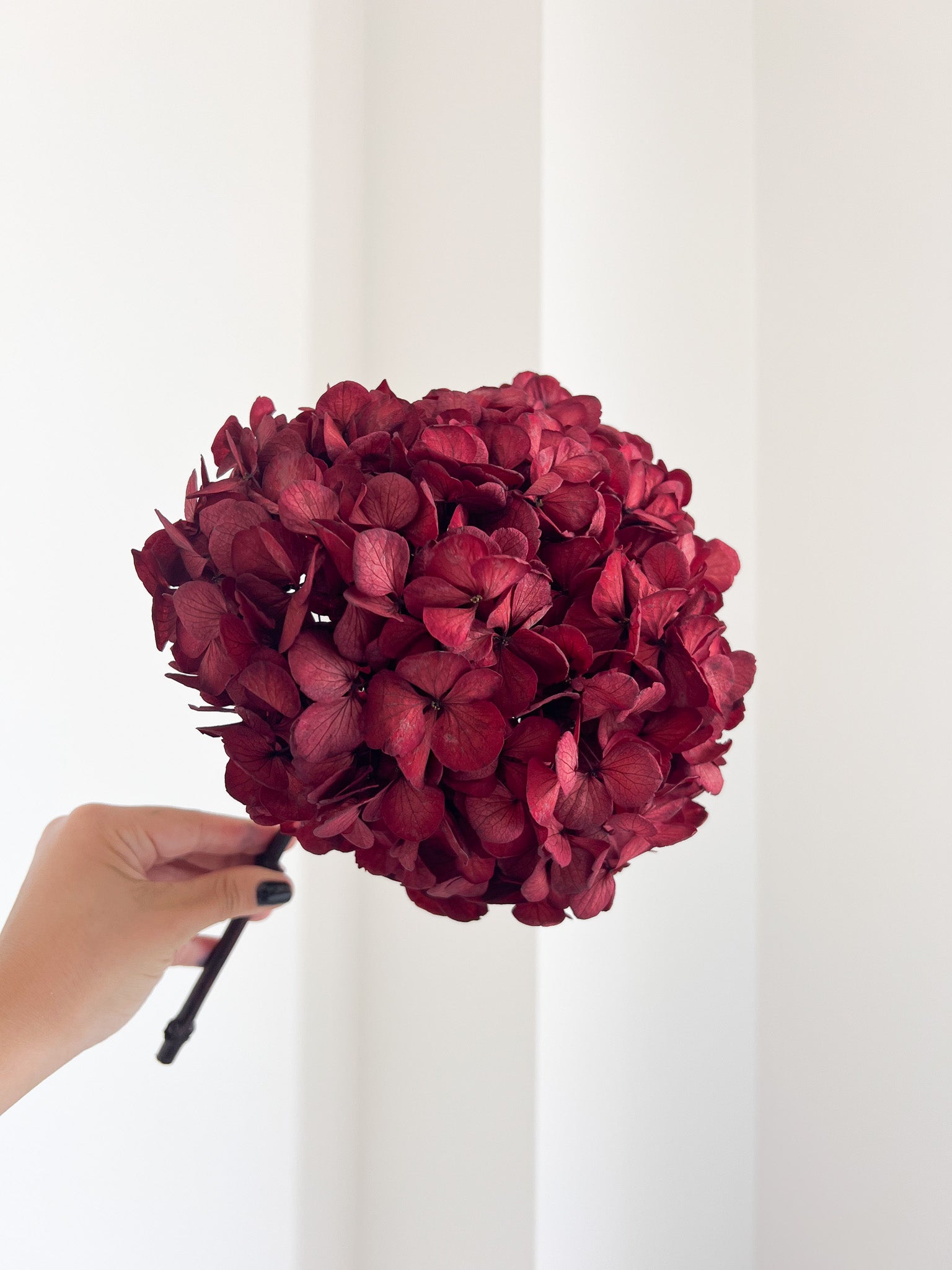 LYRA » Ortensia premium stabilizzata bordeaux scuro