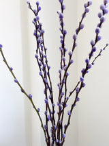 MARINELLA » Mazzo di Salice colorato essiccato milka