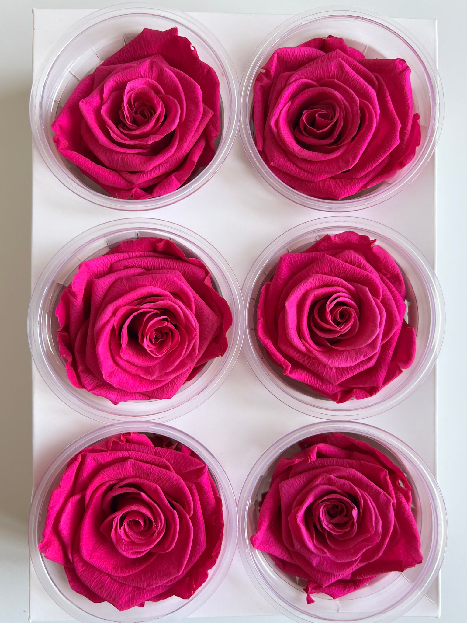 MIRIANA » Box da 6 fiori di Rosa fucsia diametro 6,5cm standard