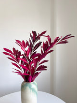 NIVES » Cocculus stabilizzato fucsia H70cm