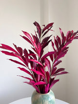 NIVES » Cocculus stabilizzato fucsia H70cm