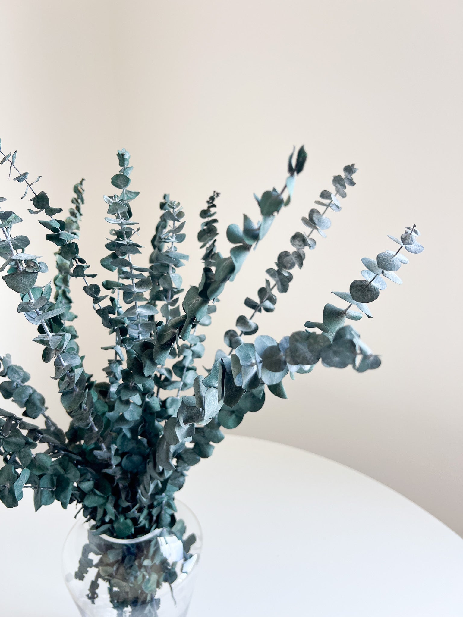 NORMA » Mazzo di Eucalipto Baby Blue verde stabilizzato