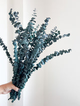 NORMA » Mazzo di Eucalipto Baby Blue verde stabilizzato