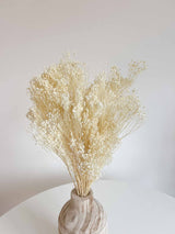 NOVELLA » Mazzo di Broom Bloom bianco