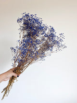 OCEANO » Mazzo di Gypsophila stabilizzata blu