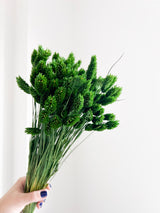 OMAR » Mazzo di Phalaris verde